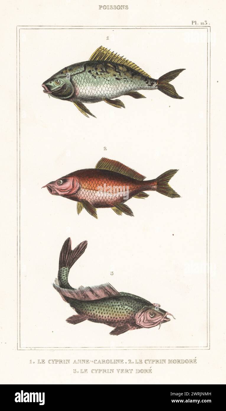 Amur carpa, Cyprinus rubrofuscus 1,2,3. Le cyprin anne-caroline, Cyprinus anna-carolina, le cyprin mordore, Cyprinus nigro-auratus, le cyprin vert-violet, Cyprinus viridi-violaceus. Incisione colorata a mano di Frédéric Cazenave e altri da le comte de la Cépède oeuvres du comte de Lacépède, comprenant l’histoire naturelle des poissons, Parigi, 1850 circa. Le illustrazioni non accreditate furono copiate da originali di Jacques de Seve, Marcus Bloch, Robert Benard, Jean-Gabriel Pretre, ecc.. Foto Stock