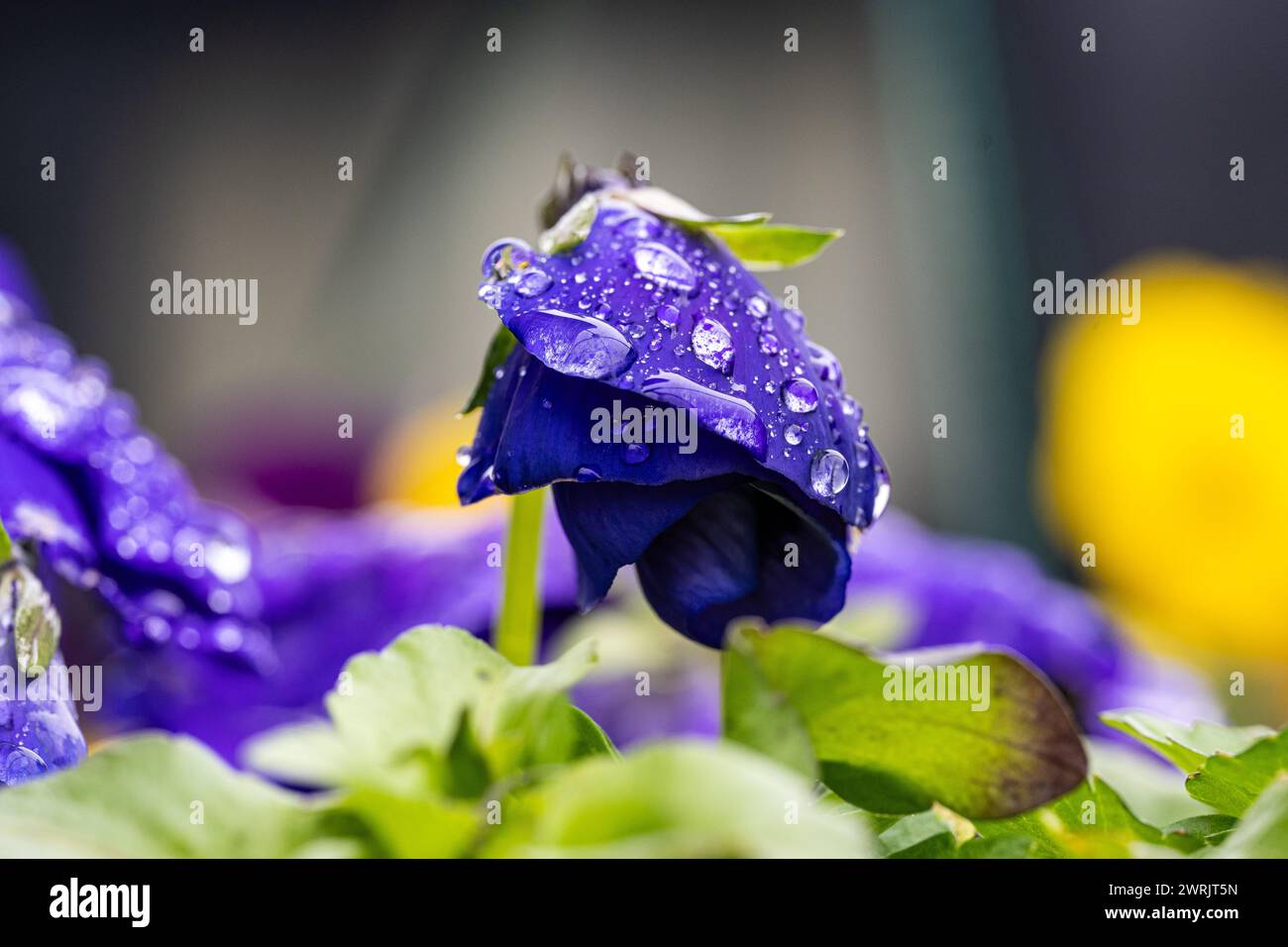 Fiore di pansia invernale. L'acqua cade sui petali durante la pioggia. Fiore primaverile con petali bagnati. Struttura botanica. Foto Stock