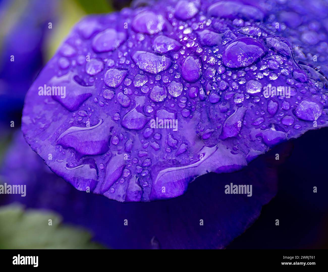 Fiore di pansia invernale. L'acqua cade sui petali durante la pioggia. Fiore primaverile con petali bagnati. Struttura botanica. Foto Stock
