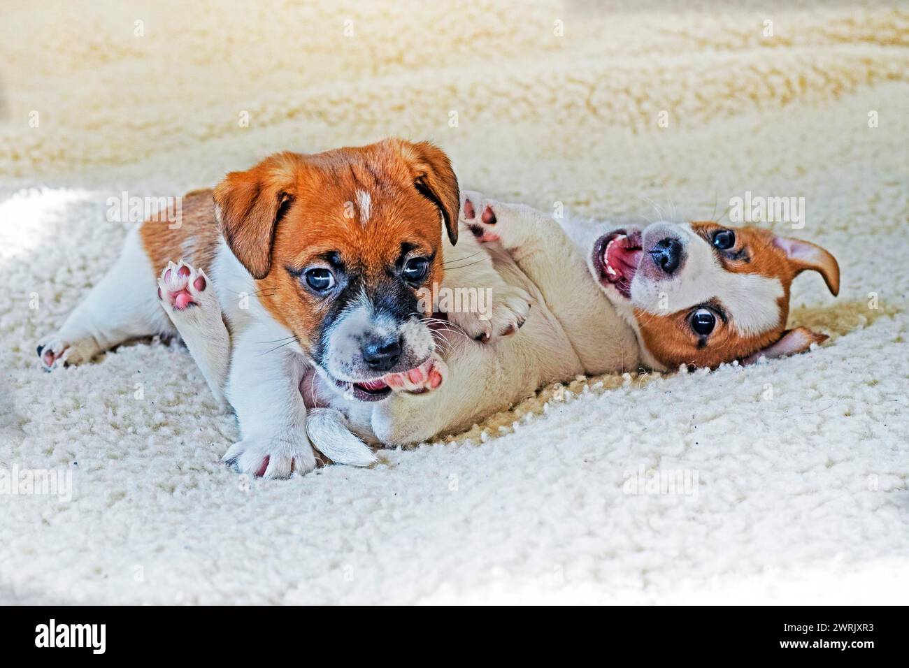 Due cuccioli Jack Russell terrier giocano tra loro Foto Stock