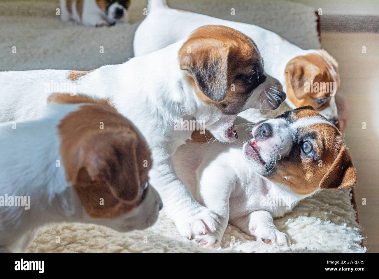 I simpatici cuccioli di Jack Russell terrier giocano tra loro, mordendosi a vicenda Foto Stock