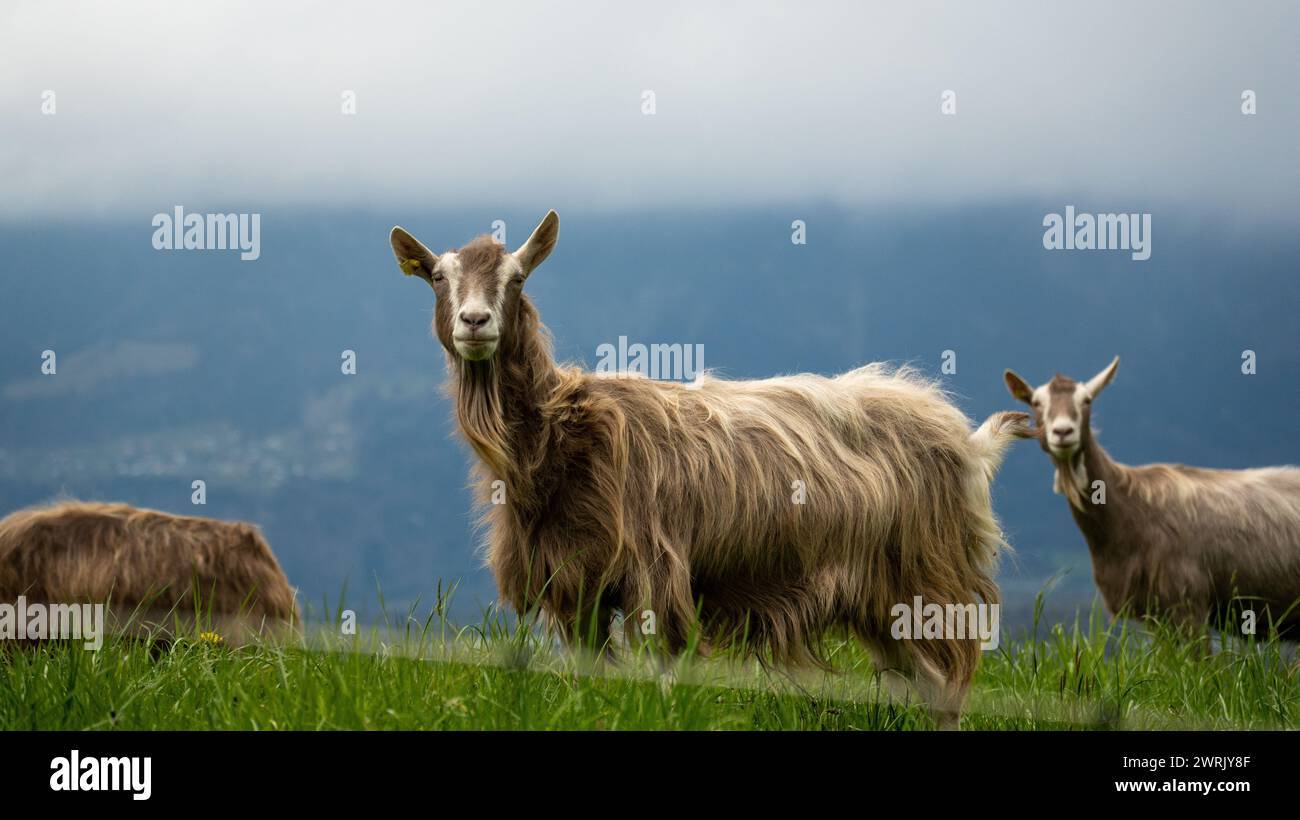 Una capra di montagna nel lussureggiante prato alpino, che incarna forza e resilienza tra vette torreggianti Foto Stock