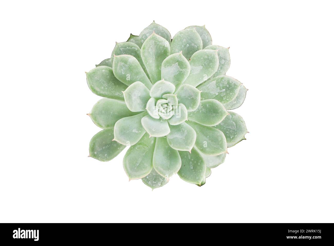 Primo piano di una pianta isolata di aloe vera con fiori viola e gialli in una pentola, che mostra la sua bellezza in un giardino in primavera Foto Stock