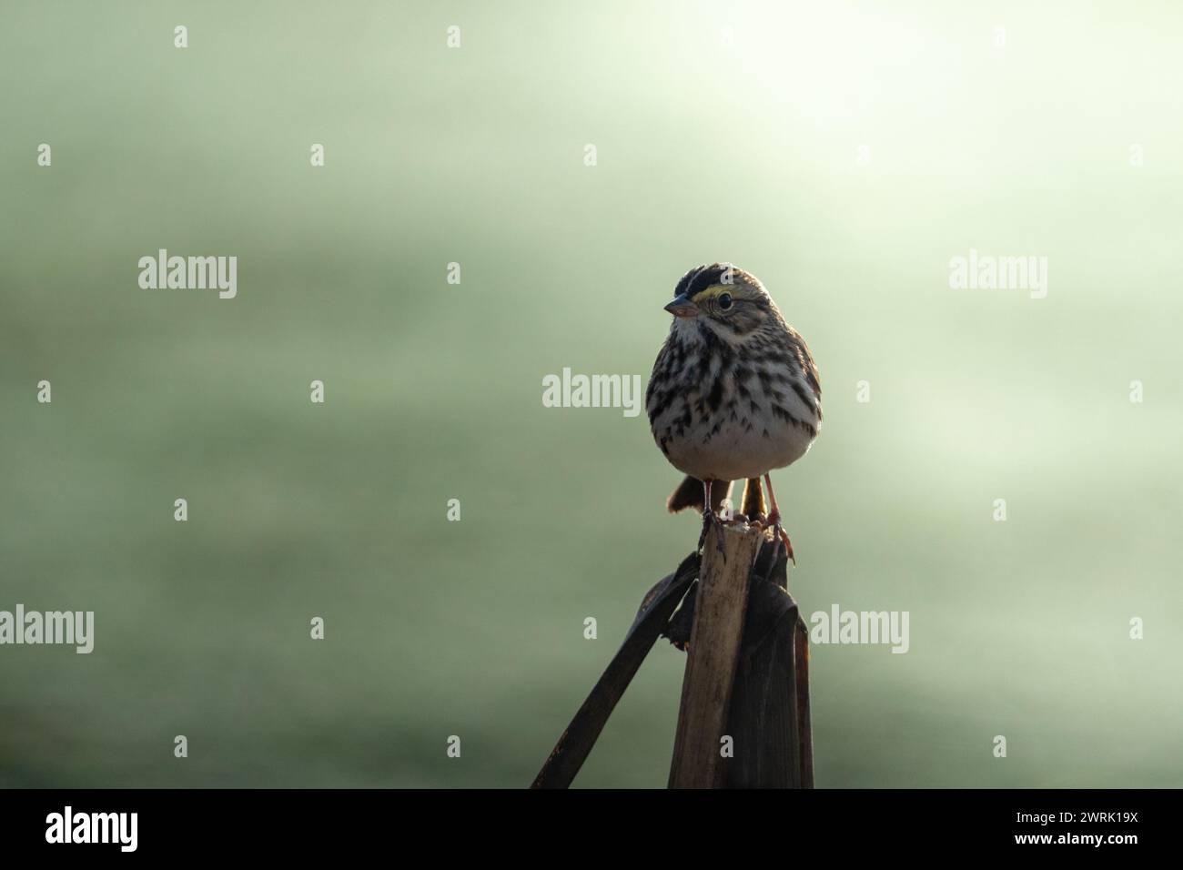 Un passero di savana ( Passerculus sandwichensis) arroccato su un ramo d'albero Foto Stock