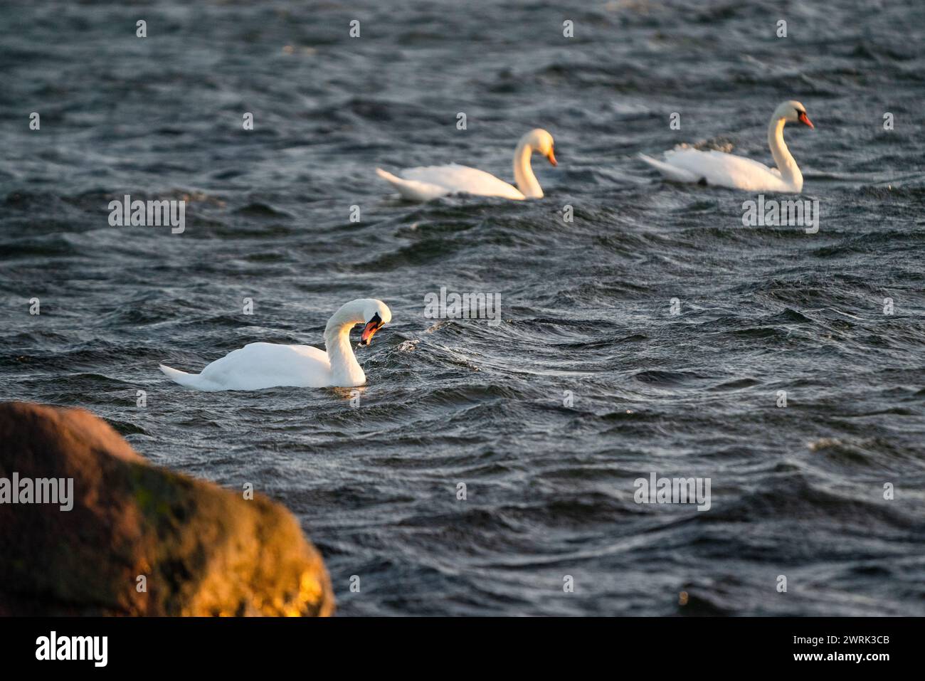 CIGNI SELVATICI, ARCIPELAGO DEL MAR BALTICO, FINALND: Cigni selvatici lungo la costa di Jurmo, una piccola isola dell'arcipelago di Turku, al largo della costa sud-occidentale della Finlandia. Foto: Rob Watkins. INFORMAZIONI: Jurmo ha una popolazione di circa 50 persone ed è conosciuta per il suo terreno accidentato, i paesaggi pittoreschi e la flora e la fauna uniche. Jurmo è l'ultima parte fuori terra del sistema geologico di creste Salpausselkä dell'era glaciale, che attraversa la Finlandia. Foto Stock