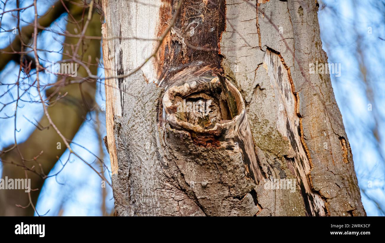 Il gufo mimetizzato ABERDEEN, SCOZIA IMMAGINI ESILARANTI mostrano una gufo perfettamente mimetizzata in un buco di un albero. Le immagini mostrano la gufo che riposa in un albero Foto Stock