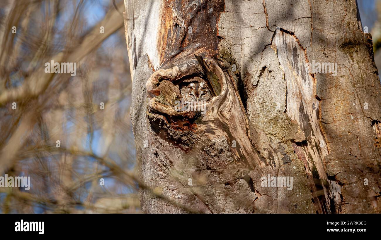 Il gufo ha fatto il nodo perfetto nell'albero ABERDEEN, SCOZIA IMMAGINI ESILARANTI mostrano un gufo perfettamente mimetizzato in un buco di un albero. Le immagini mostrano il Foto Stock