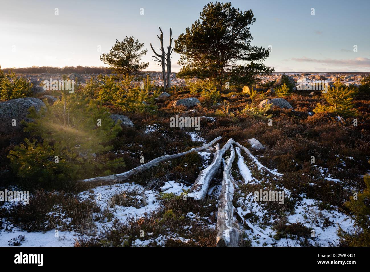 ALBERO MORTO, PAESAGGIO INVERNALE SPARSO, MAR BALTICO: Un albero morto nel paesaggio sparso di Jurmo, una piccola isola nell'arcipelago di Turku, al largo della costa sud-occidentale della Finlandia. Foto: Rob Watkins. INFORMAZIONI: Jurmo ha una popolazione di circa 50 persone ed è conosciuta per il suo terreno accidentato, i paesaggi pittoreschi e la flora e la fauna uniche. Jurmo è l'ultima parte fuori terra del sistema geologico di creste Salpausselkä dell'era glaciale, che attraversa la Finlandia. Foto Stock