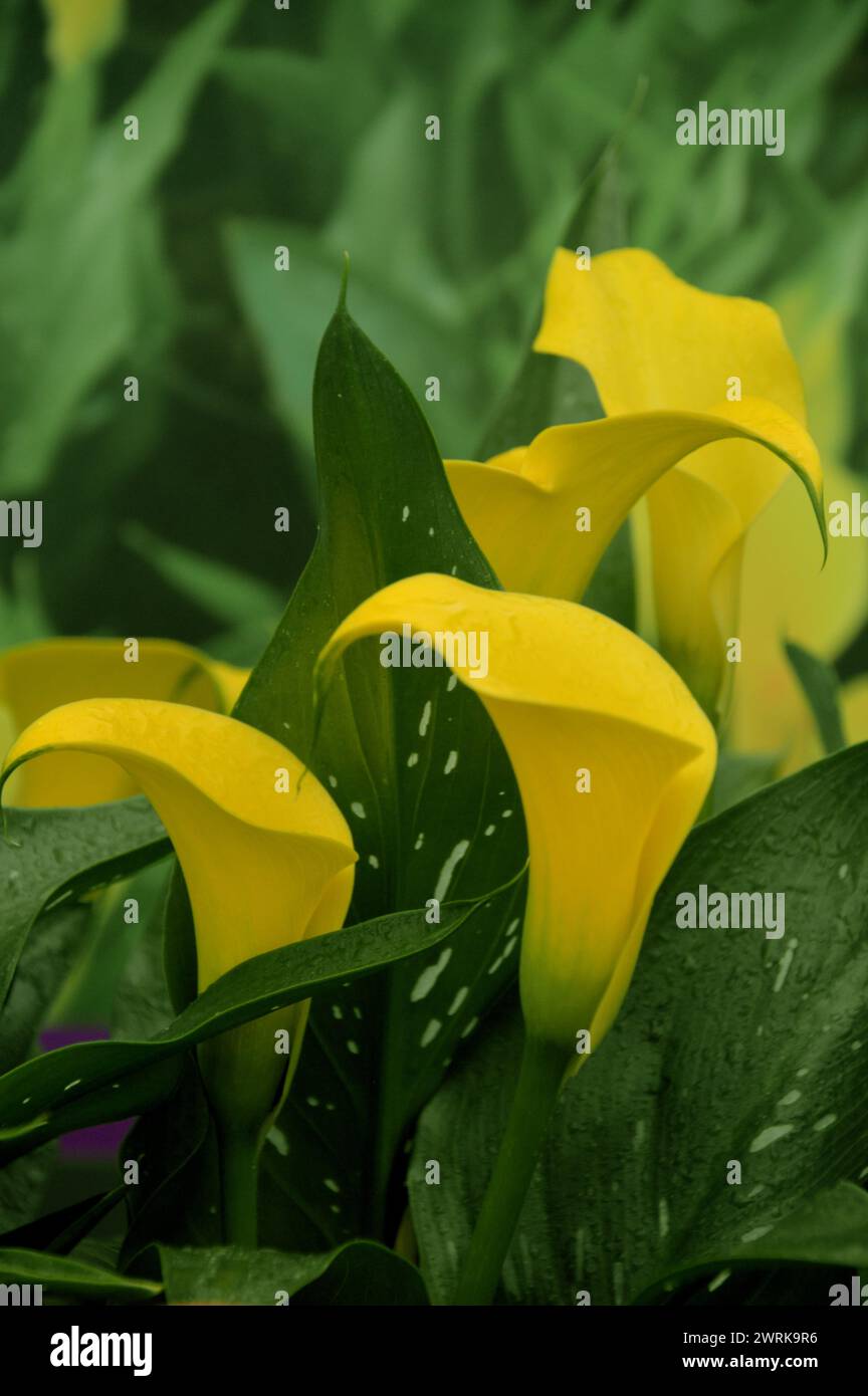 Bright Yellow Zantedeschia 'Sunclub' (Calla Lily) Fiori coltivati a RHS Garden Harlow Carr, Harrogate, Yorkshire, Inghilterra, Regno Unito. Foto Stock