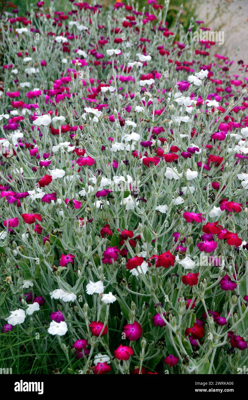A Border of Pink Lychnis coronaria & White Alba' (Rose Campion) Flowers Grown at RHS Garden Harlow Carr, Harrogate, Yorkshire, Inghilterra, Regno Unito. Foto Stock