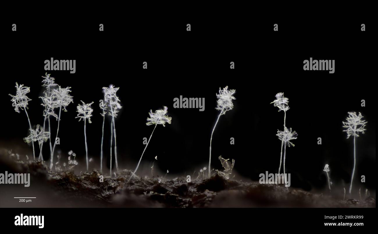 Conidophores (steli che producono clamidospore asessuali non mobili (conidia)) da un fungo ascomicotico (probabilmente Oidiodendron sp., per molto incerto Foto Stock