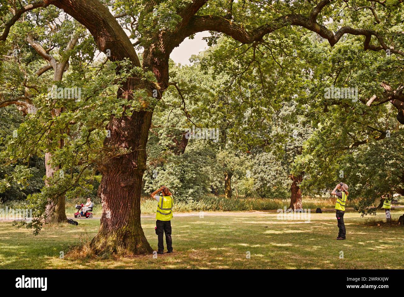 Lavoratori della Commissione forestale che ispezionano le querce a Tooting Common London per individuare segni di malattia della falena processionaria della quercia. Foto Stock