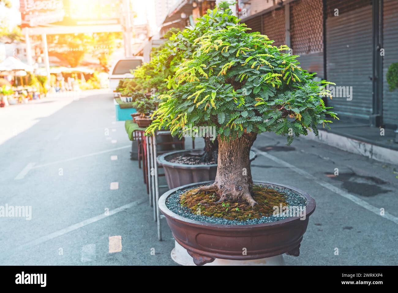 Tradizionale bonsai giapponese Albizia julibrissin alberi in miniatura in un mercato a file di ceramica. Foto Stock