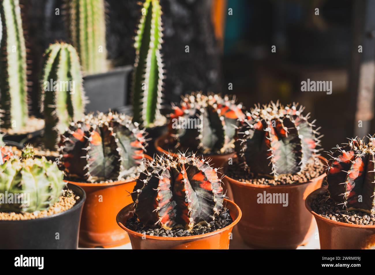 Colorate pentole di cactus variegati di Gymnocalycium verde rosso scuro per la vendita nel mercato delle piante all'aperto. Foto Stock