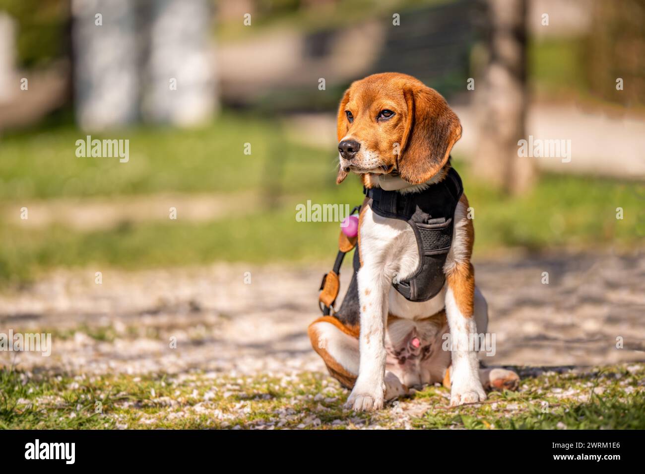 Ritratto di un cane. Un cane beagle seduto sul terreno durante la giornata di sole. All'aperto. Foto Stock