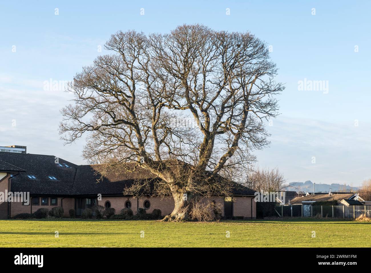 Un enorme albero di quercia "veterano" di 500 anni (una quercia sessile, Quercus petraea) si erge sui campi di gioco della scuola John Beddoes a Presteigne, Powys, Regno Unito Foto Stock