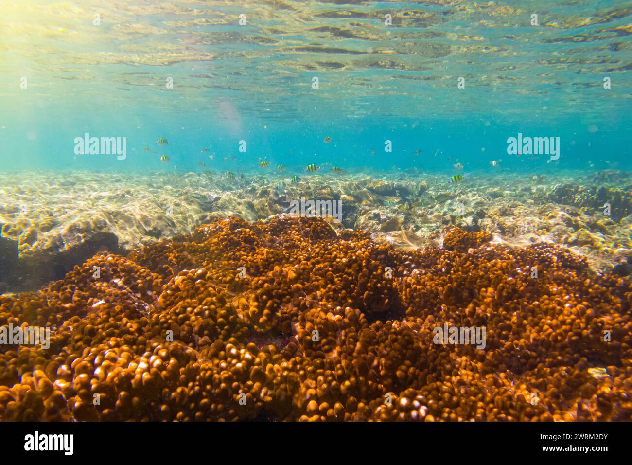 Vari pesci tropicali abudefduf si nutrono nelle calde acque di unser dell'oceano tra i coralli. Scuola di pappagalli che riproducono e nutrono acque poco profonde, shoa Foto Stock