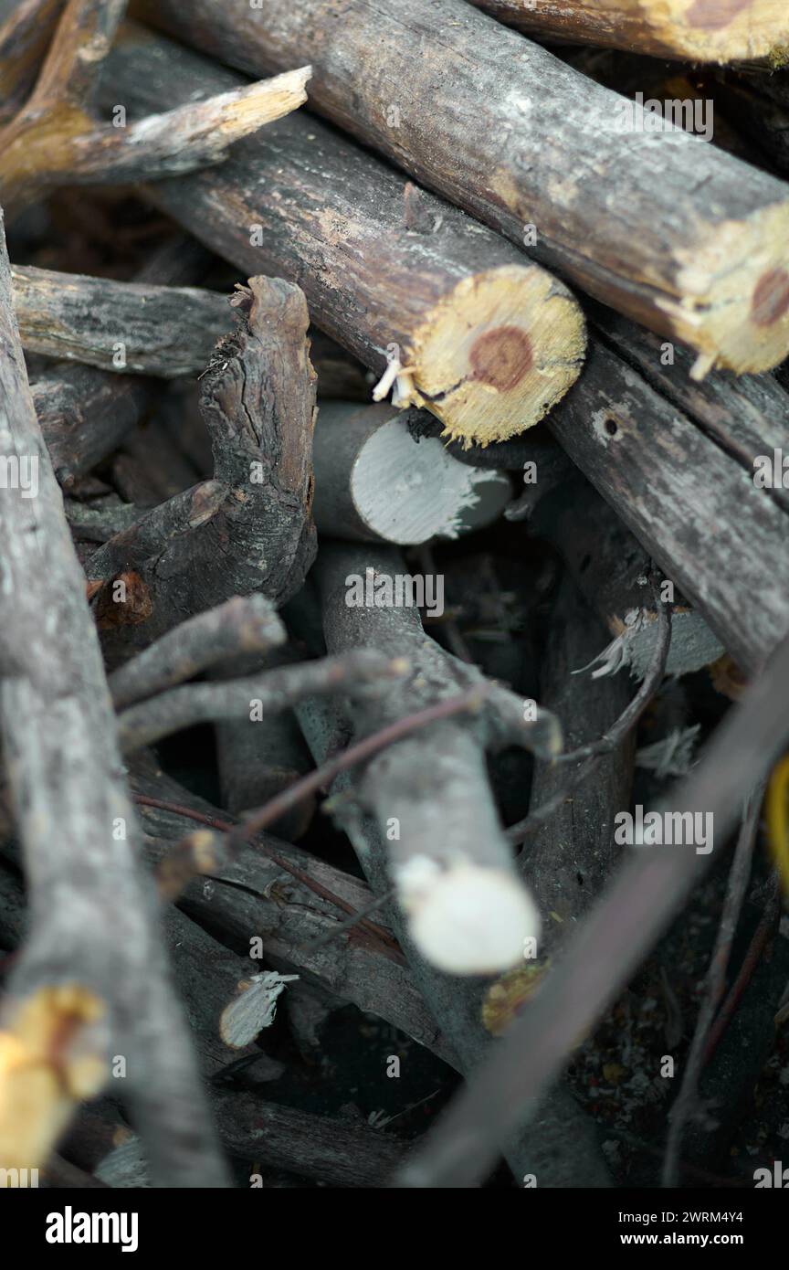 Tagliare i tronchi di legno impilati, mostrando anelli di crescita e la consistenza ruvida della corteccia. Foto Stock