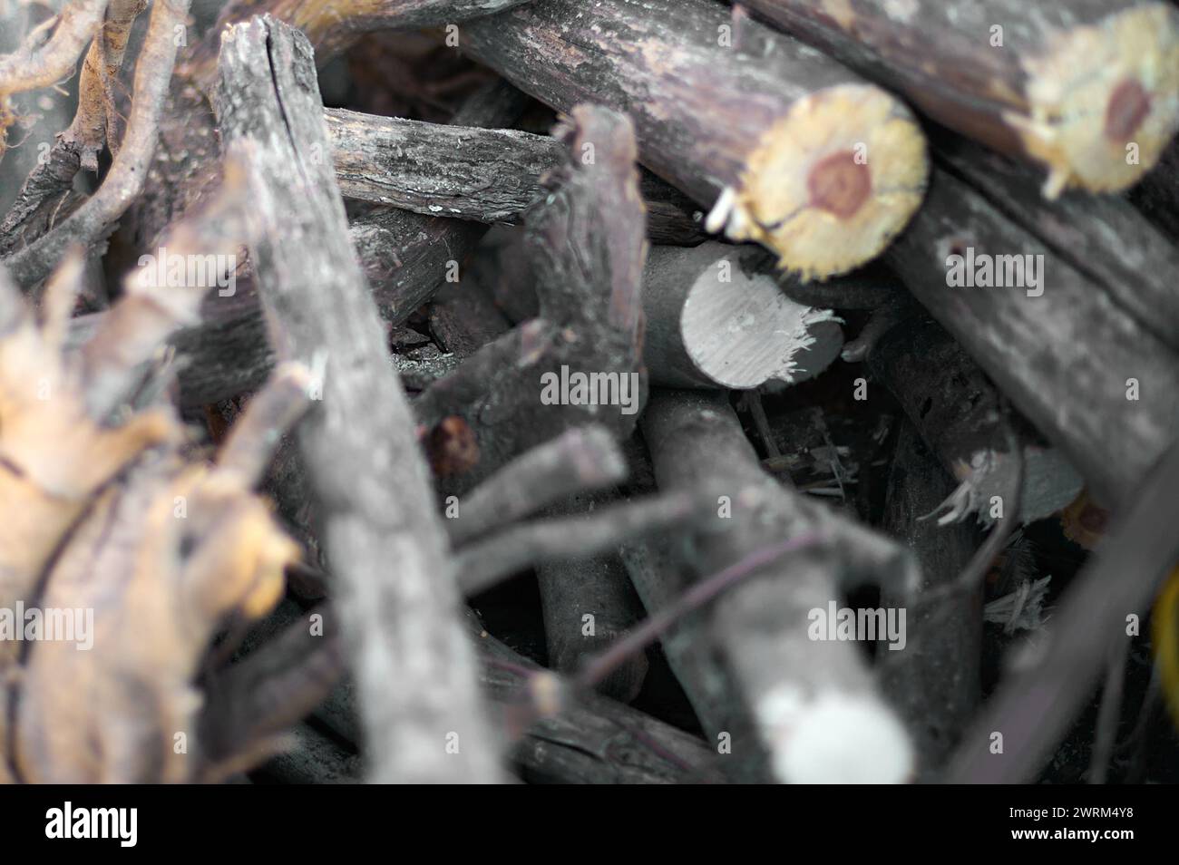 Tagliare i tronchi di legno impilati, mostrando anelli di crescita e la consistenza ruvida della corteccia. Foto Stock