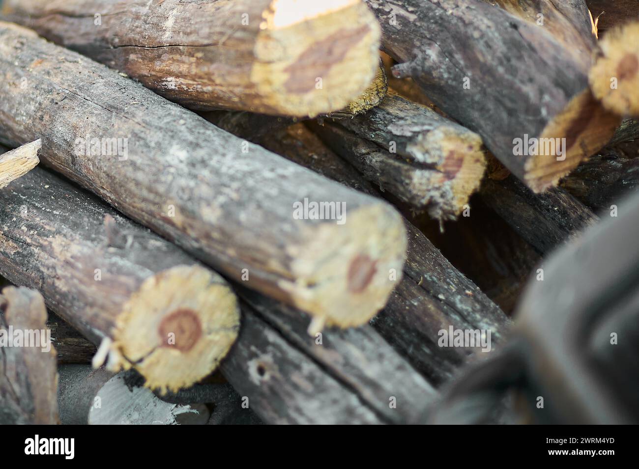 Tagliare i tronchi di legno impilati, mostrando anelli di crescita e la consistenza ruvida della corteccia. Foto Stock