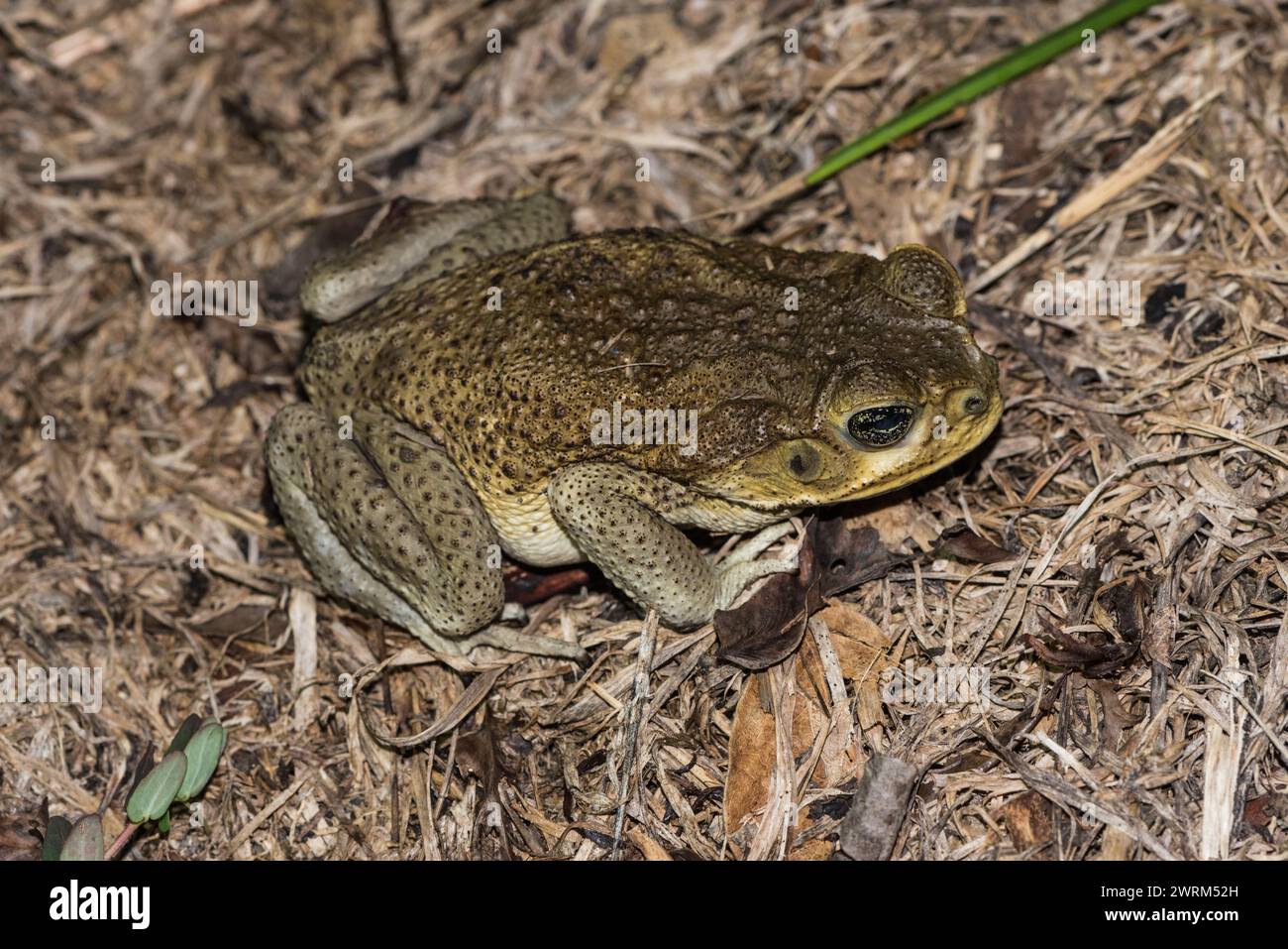 Rospo gigante (Rhinella horribilis) a Rio Blanco, Colombia Foto Stock