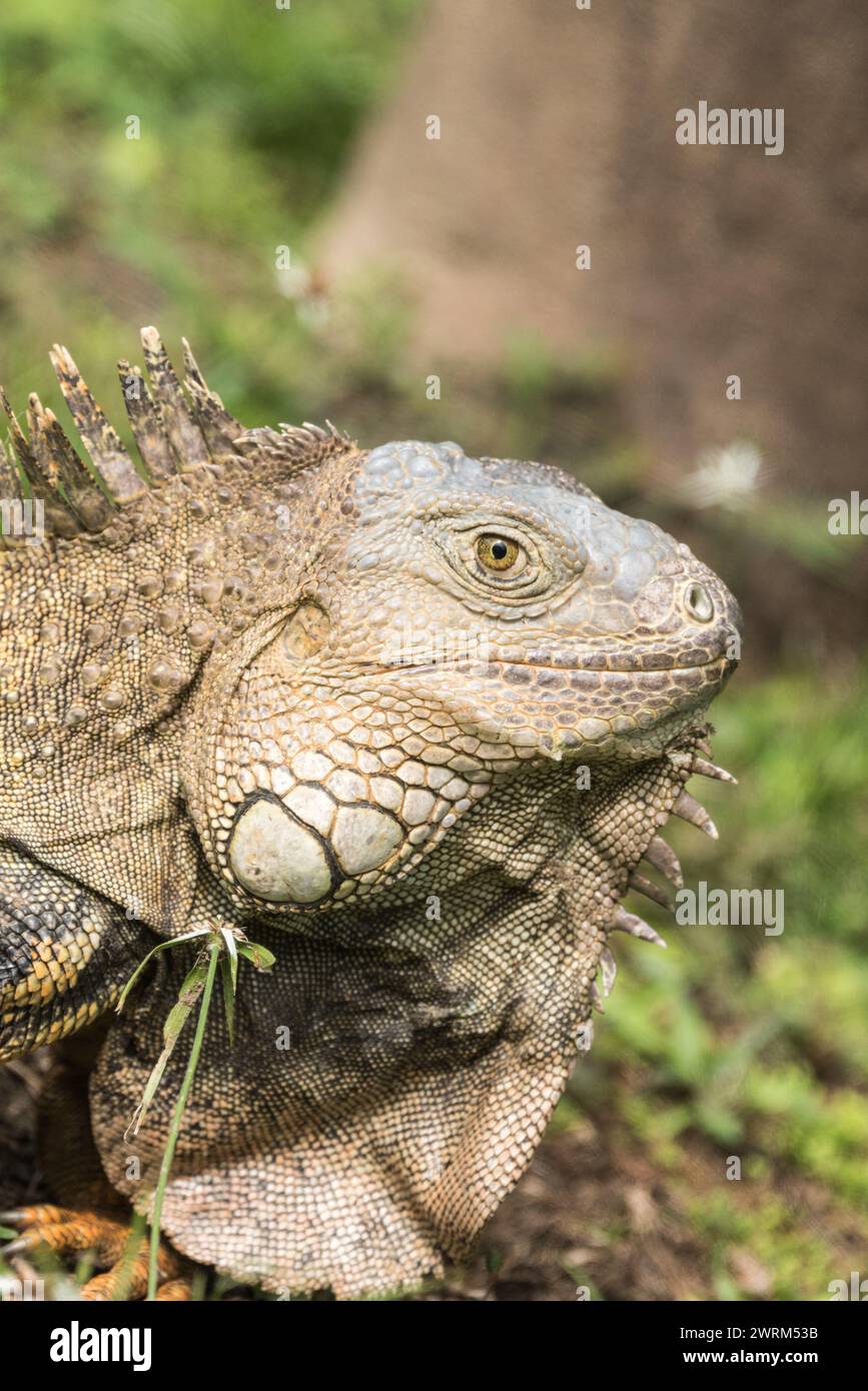 Colpo alla testa di un'iguana a Rio Claro, Colombia Foto Stock