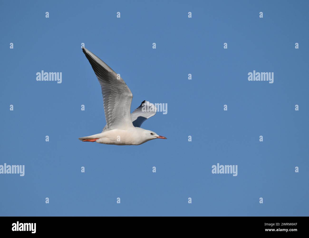Snello fatturati Gull - Larus genei Foto Stock