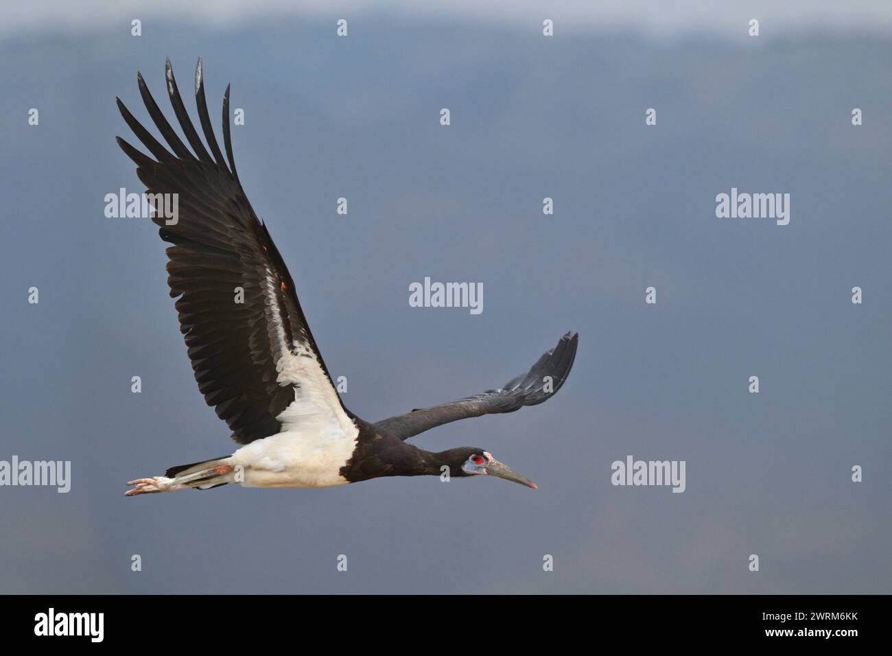 Abdim la Cicogna - Ciconia abdimii Foto Stock