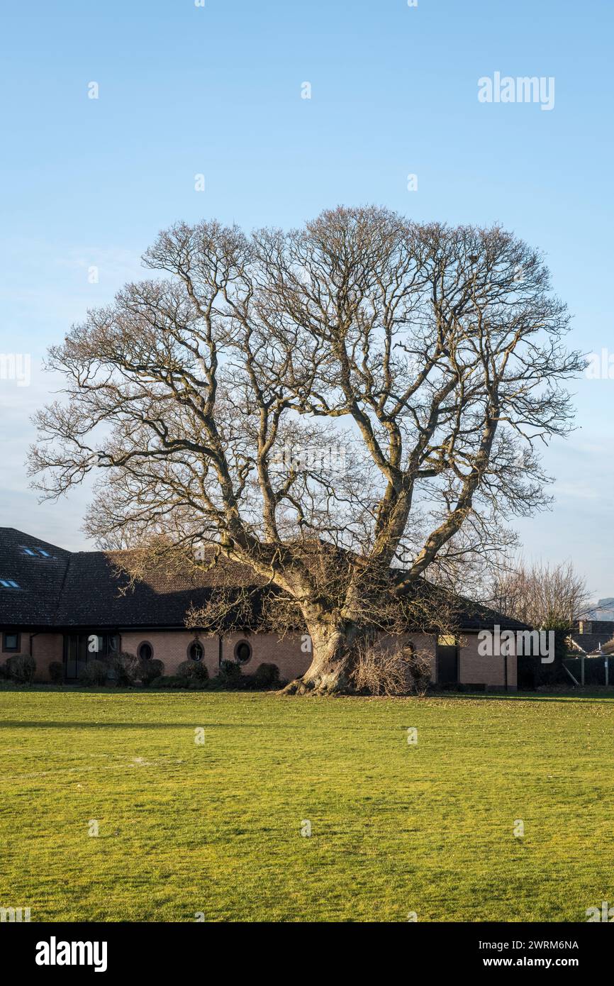 Un enorme albero di quercia "veterano" di 500 anni (una quercia sessile, Quercus petraea) si erge sui campi di gioco della scuola John Beddoes a Presteigne, Powys, Regno Unito Foto Stock