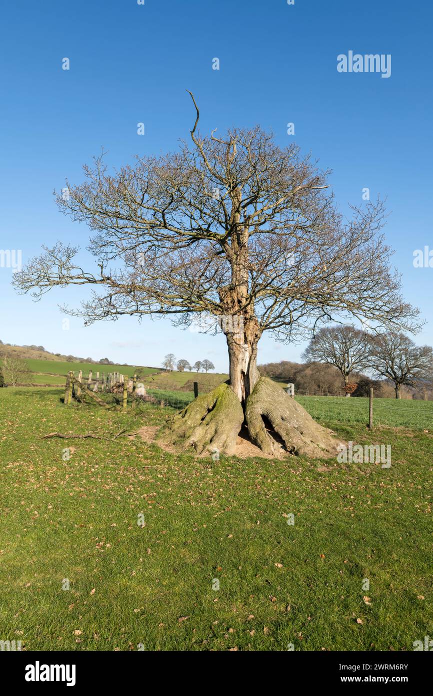 Un vecchio albero di quercia dalla forma insolita, che si è ricreato come un unico gambo dalla base, probabilmente dopo essere stato coccolato un paio di secoli fa (Galles centrale, Regno Unito) Foto Stock