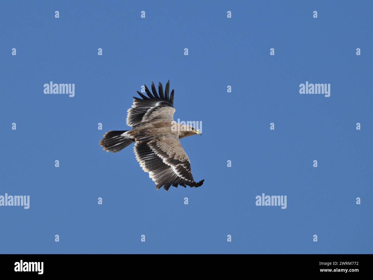 Steppa Eagle - Aquila nipalensis Foto Stock