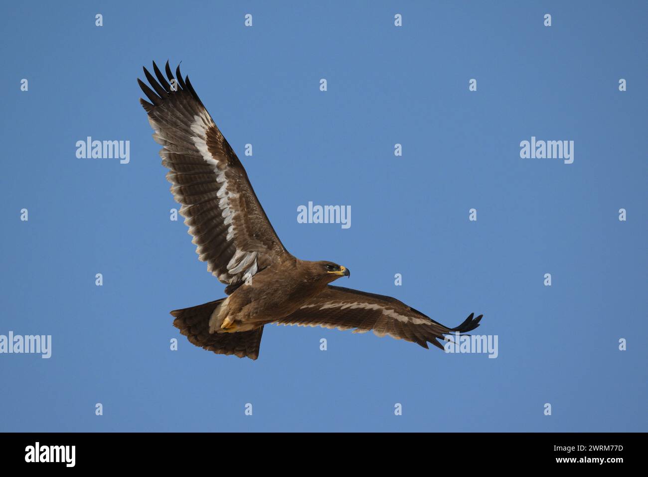 Steppa Eagle - Aquila nipalensis Foto Stock
