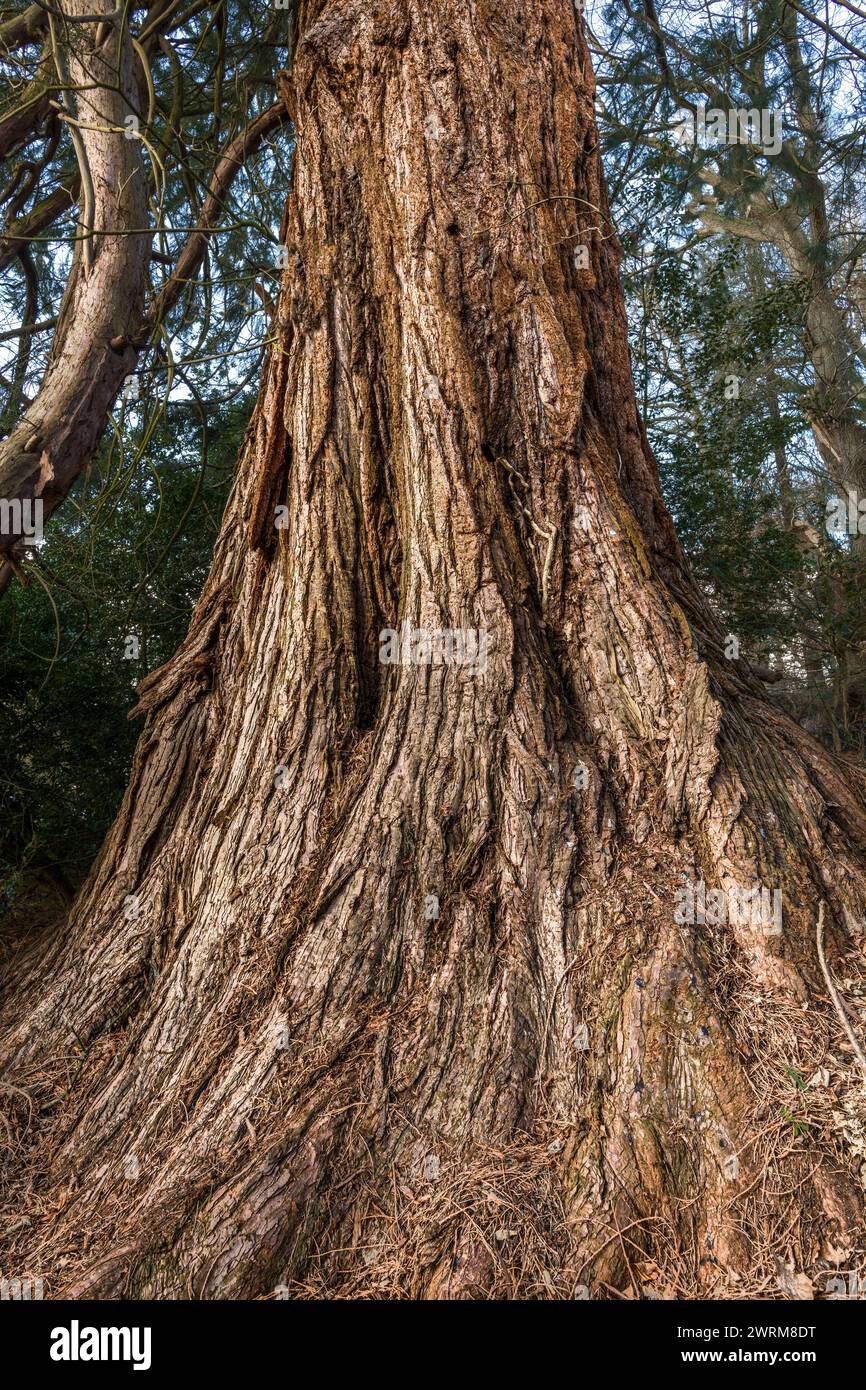 Il tronco di una sequoia gigante (Sequoiadendron giganteum, sequoia gigante) che cresce in un arboreto vittoriano a Presteigne, Galles centrale. Un albero "notevole" Foto Stock