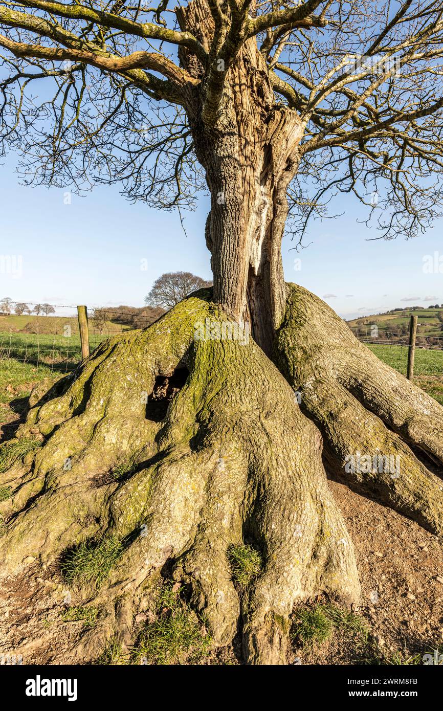 Un vecchio albero di quercia dalla forma insolita, che si è ricreato come un unico gambo dalla base, probabilmente dopo essere stato coccolato un paio di secoli fa (Galles centrale, Regno Unito) Foto Stock