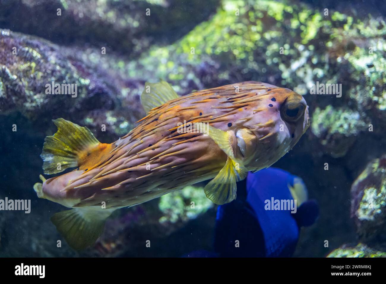 Il porcospino della colonna vertebrale lunga (Diodon holocanthus), pesce marino della famiglia Diodontidae. Foto Stock