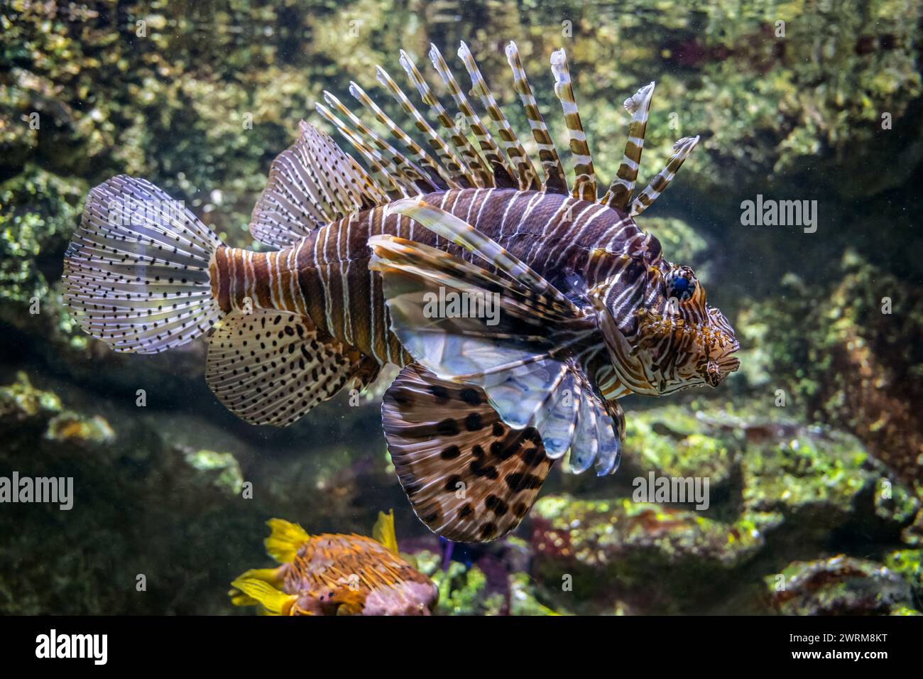 Pesci leone rossi (Pterois volitans) pesci marini velenosi della barriera corallina della famiglia Scorpaenidae, originari della regione indo-pacifica. Foto Stock