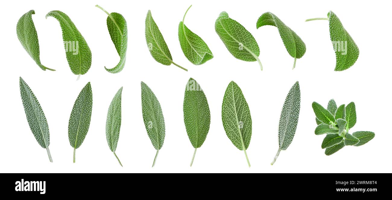 Sage se ne va isolata in bianco. Set di foglie di basilico volante per il design. Ingrediente, spezie per cucinare. Concetto di levitazione alimentare. La salvia verde lascia collec Foto Stock