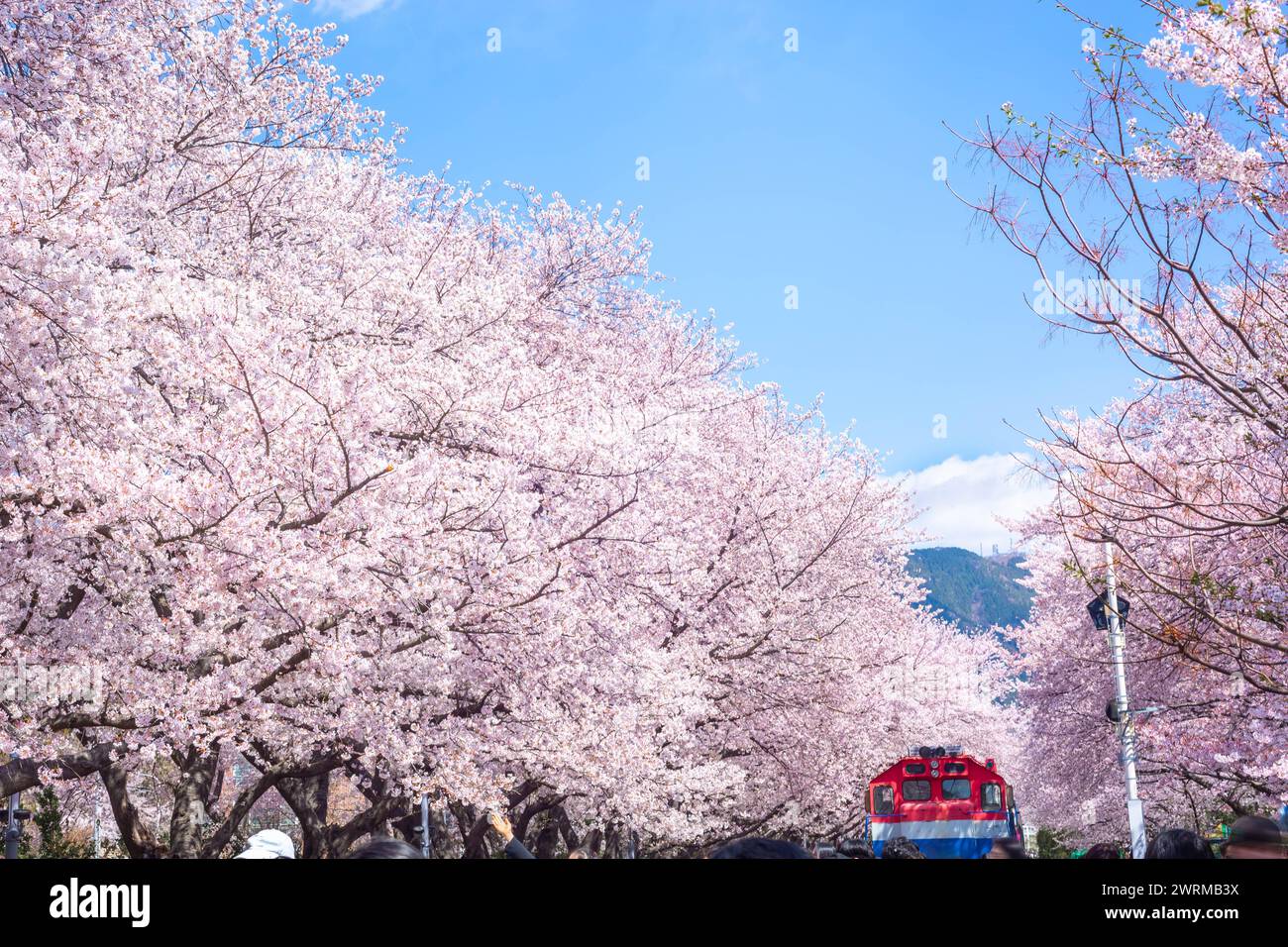 La fioritura dei ciliegi e il treno in primavera in Corea sono il popolare punto di osservazione della fioritura dei ciliegi, jinhae Corea del Sud. Foto Stock