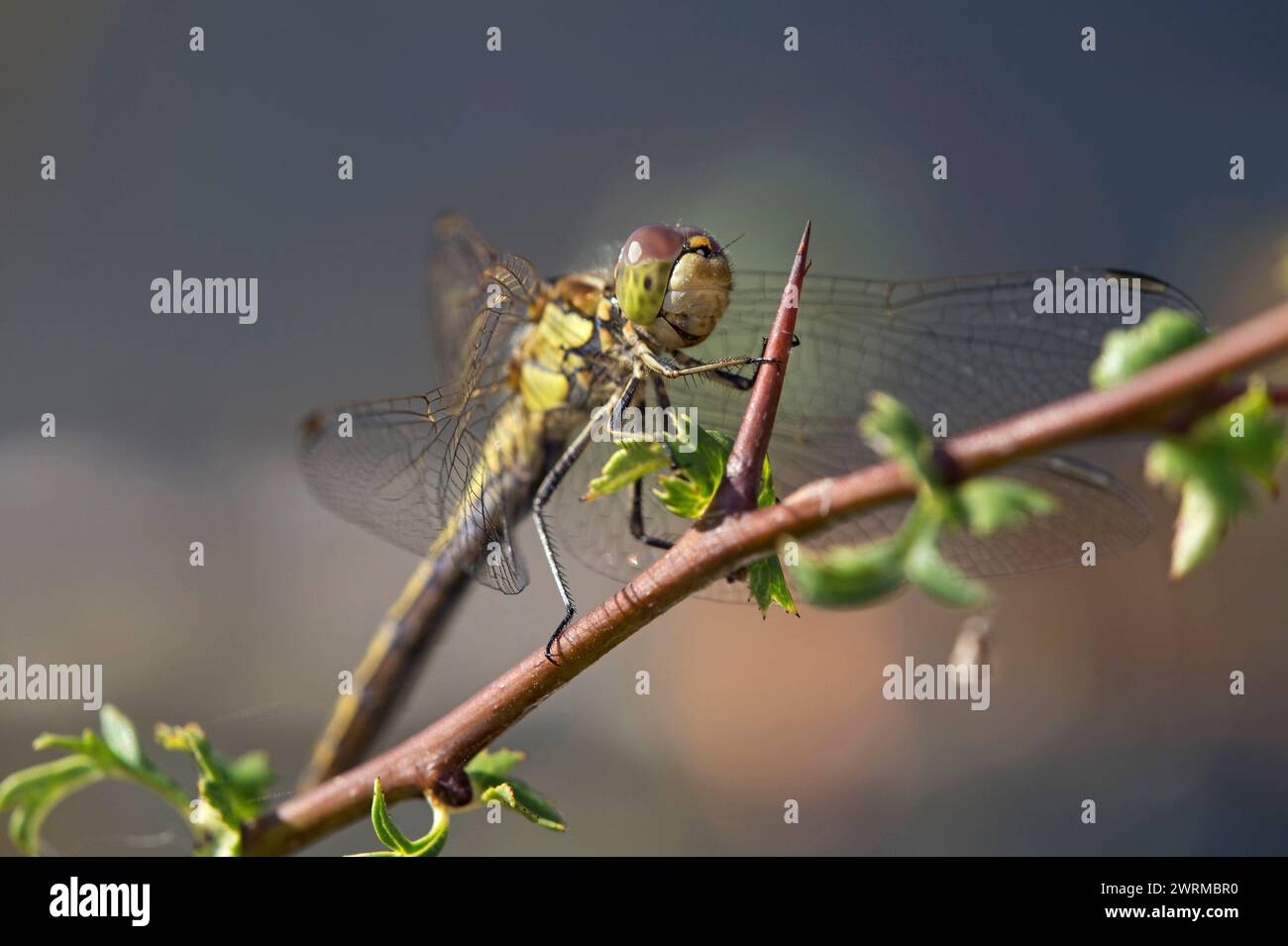 Libellula maschile Vagrant Darter (Sympetrum vulgatum), Vallese, Svizzera Foto Stock