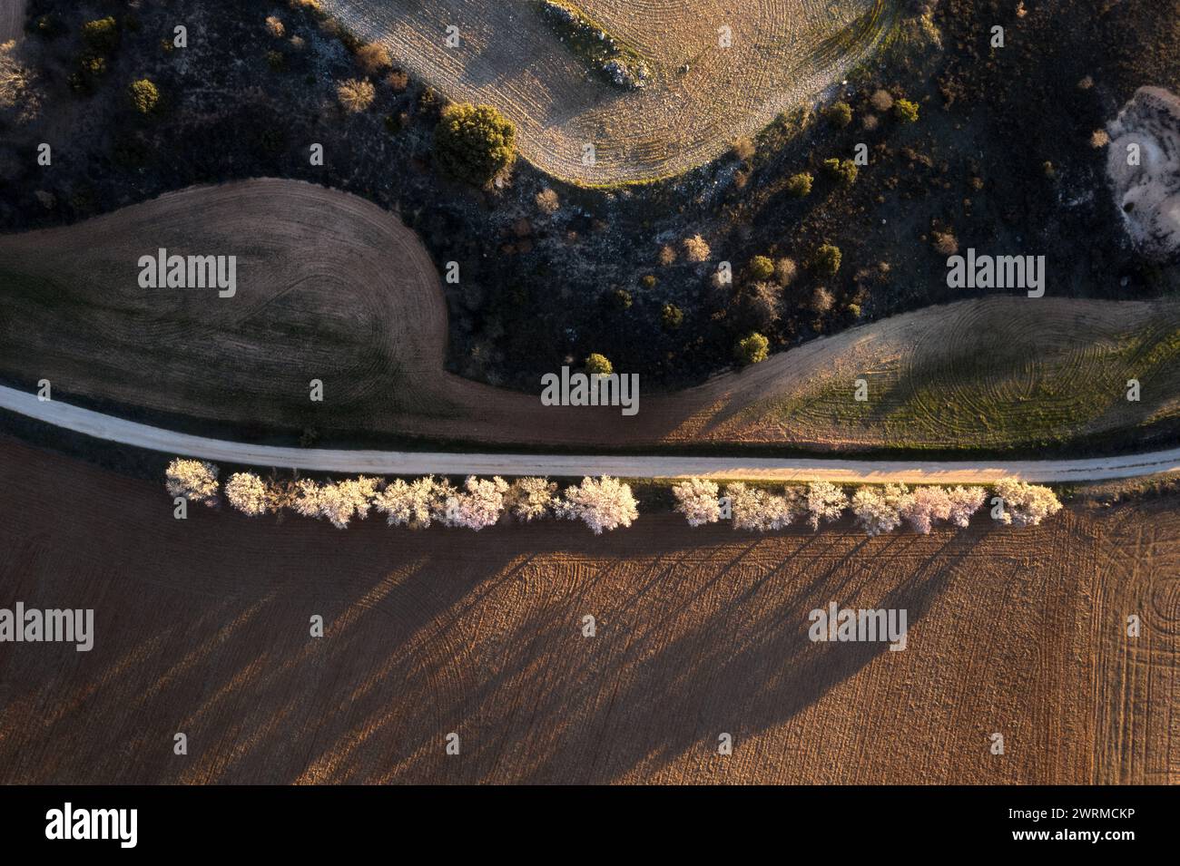 Una foto dall'alto che cattura il contrasto di una tranquilla strada rurale fiancheggiata da alberi in fiore e campi arati. Foto Stock