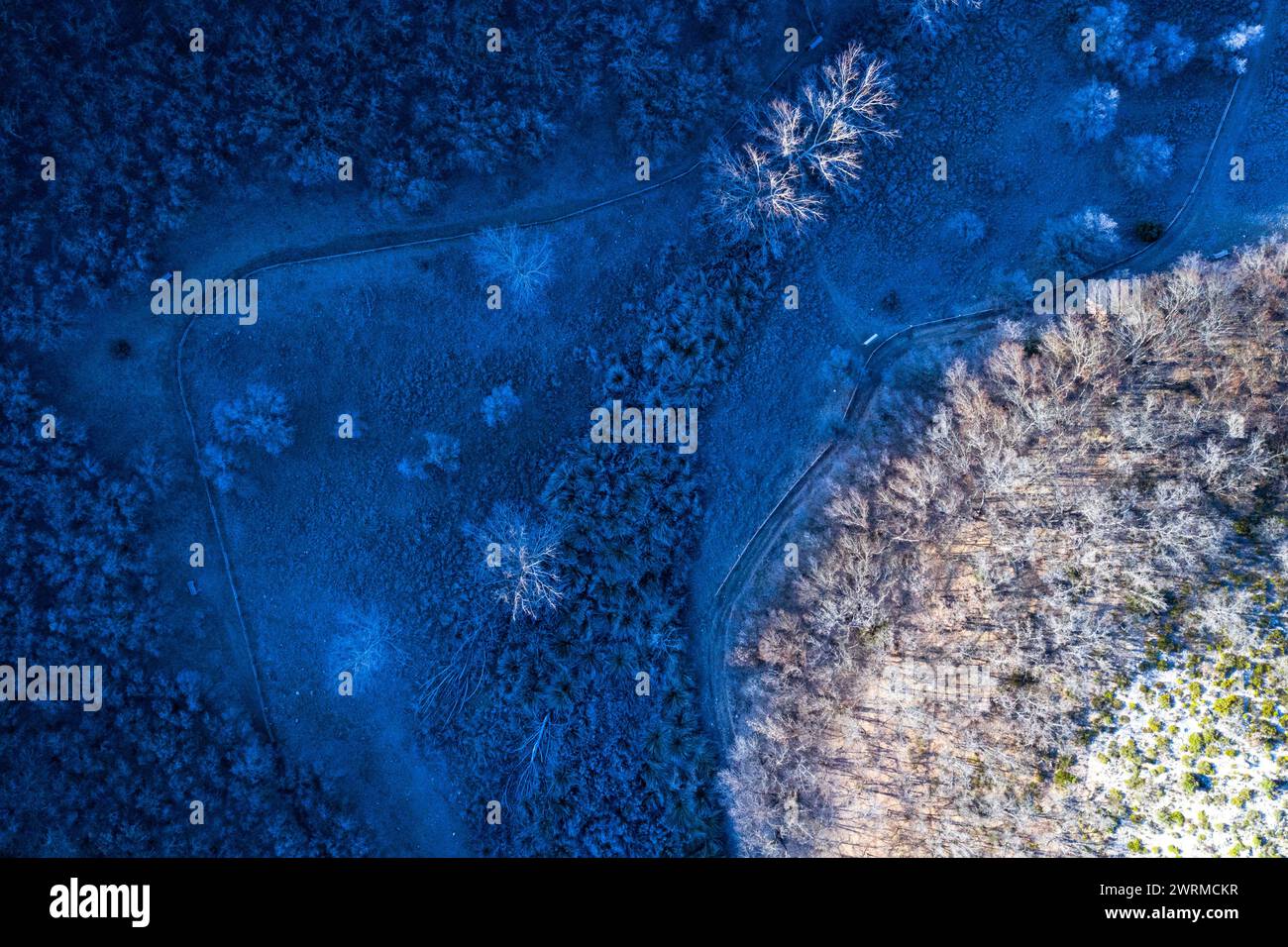 Uno scatto aereo cattura il forte contrasto tra una foresta baciata dal gelo e un sentiero buio e tortuoso che attraversa il paesaggio al crepuscolo. Foto Stock