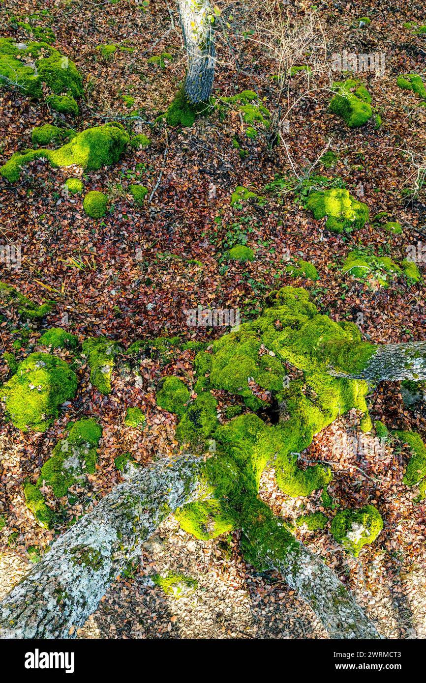Muschio verde vivace che cresce sul fondo della foresta tra foglie cadute e radici di alberi. Foto Stock