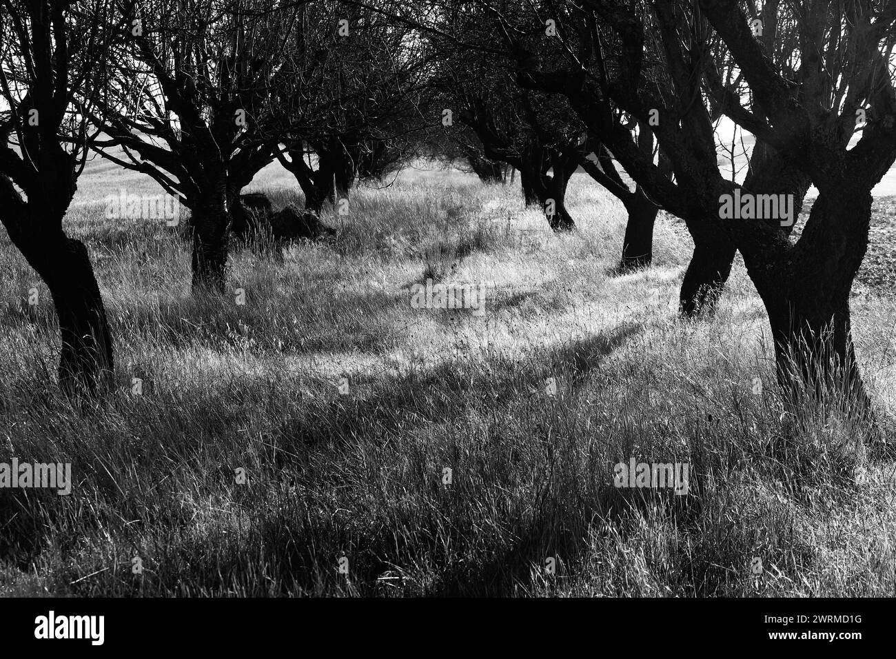Questa immagine in bianco e nero cattura un boschetto tranquillo con alberi di noce intrecciati che gettano lunghe ombre su un campo erboso, creando una scena piena di Co Foto Stock