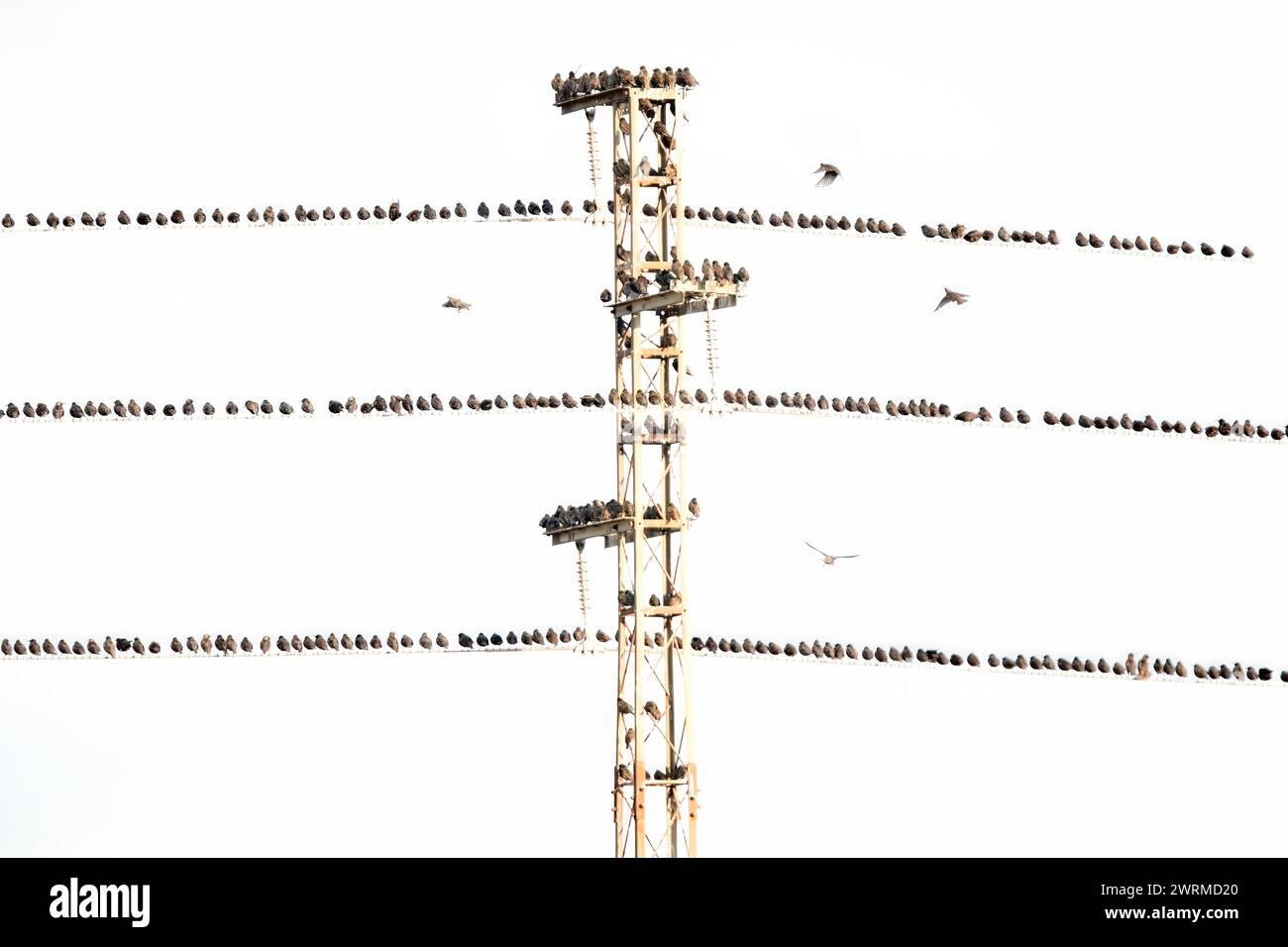 Comuni uccelli Starling allineati in modo ordinato sui fili multipli di una torre di trasmissione, con un cielo limpido sullo sfondo Foto Stock