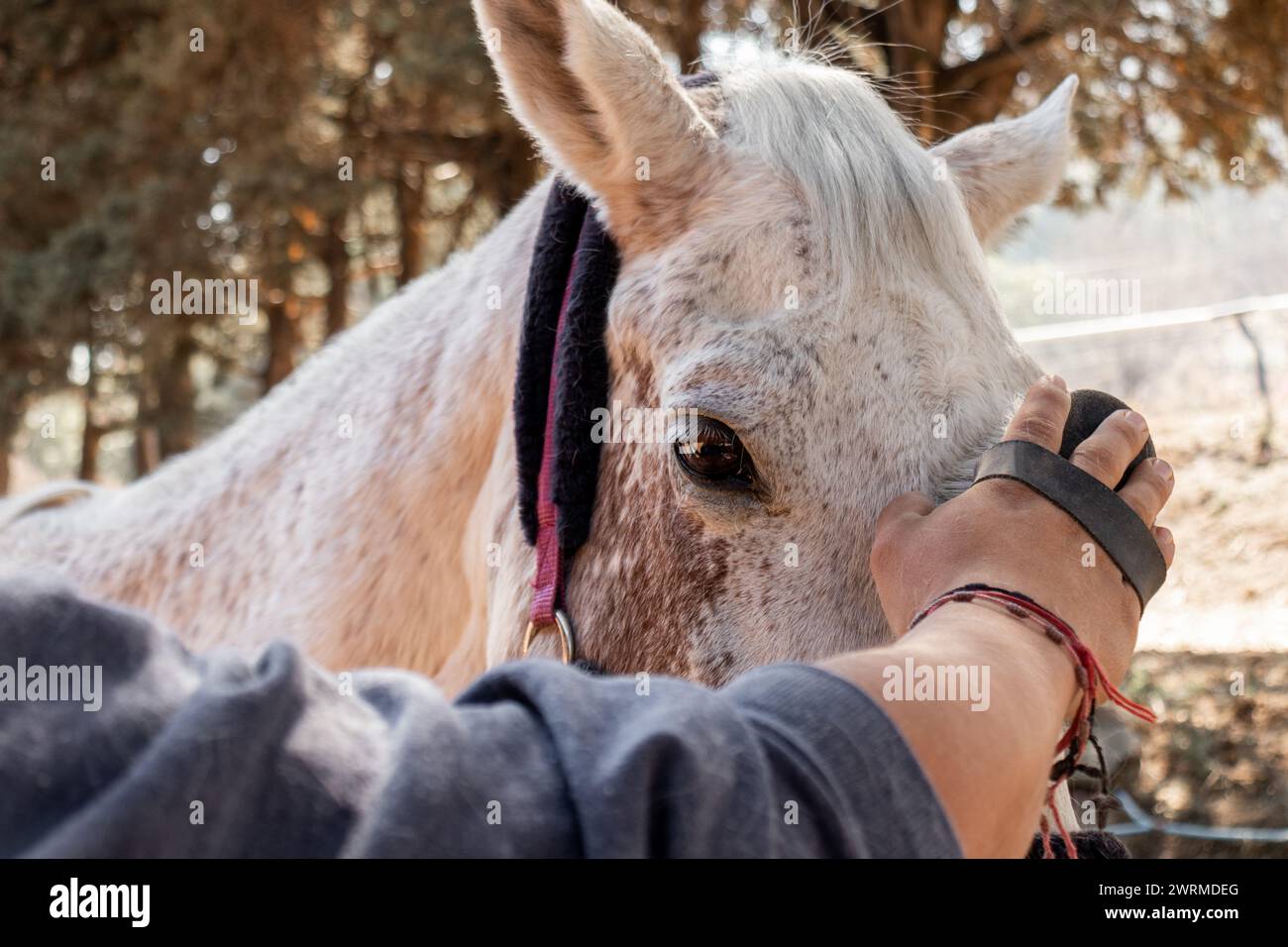 Una vista ravvicinata di una mano umana gentile che accarezza la testa di un cavallo bianco macchiato tra gli alberi. Foto Stock