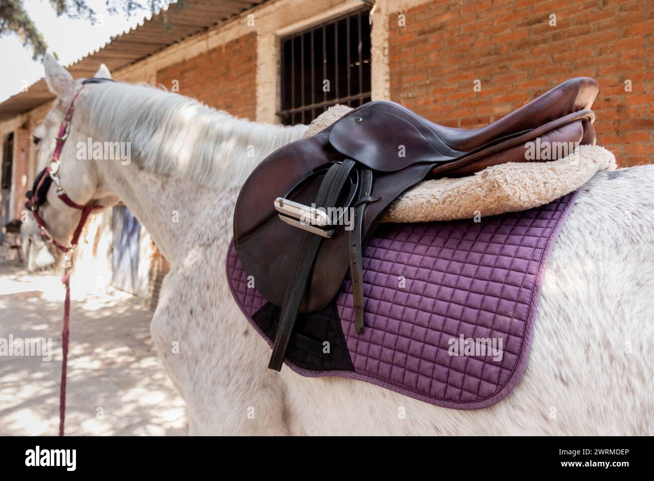 Un'immagine dettagliata di un cavallo bianco dotato di sella in pelle e sottosella viola, in piedi in un ranch con sfondo in mattoni. Foto Stock