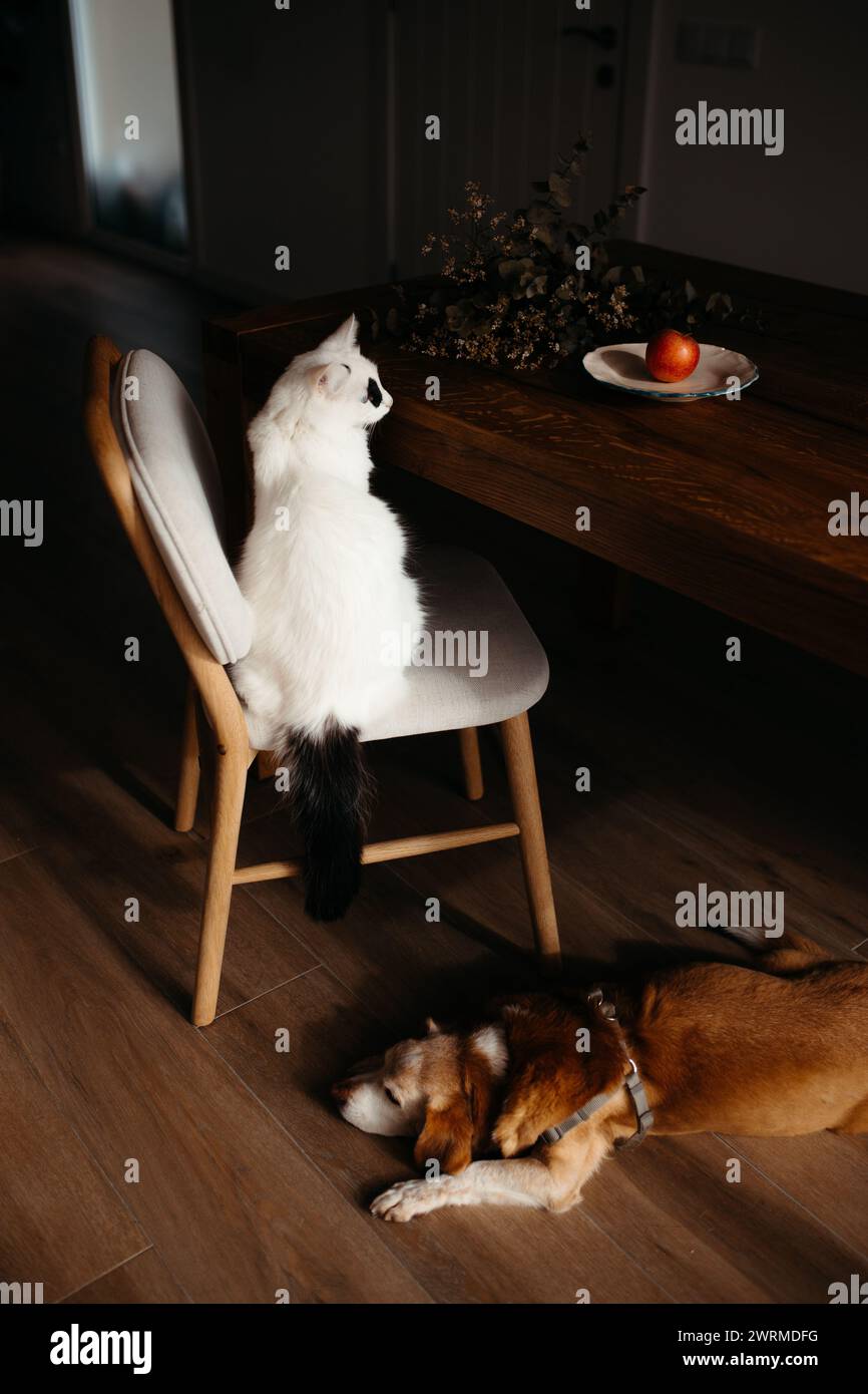 Un gatto bianco siede osservabilmente su una sedia accanto a un tavolo di legno, mentre un cane marrone dorme tranquillamente sul pavimento in una casa accogliente e poco illuminata Foto Stock
