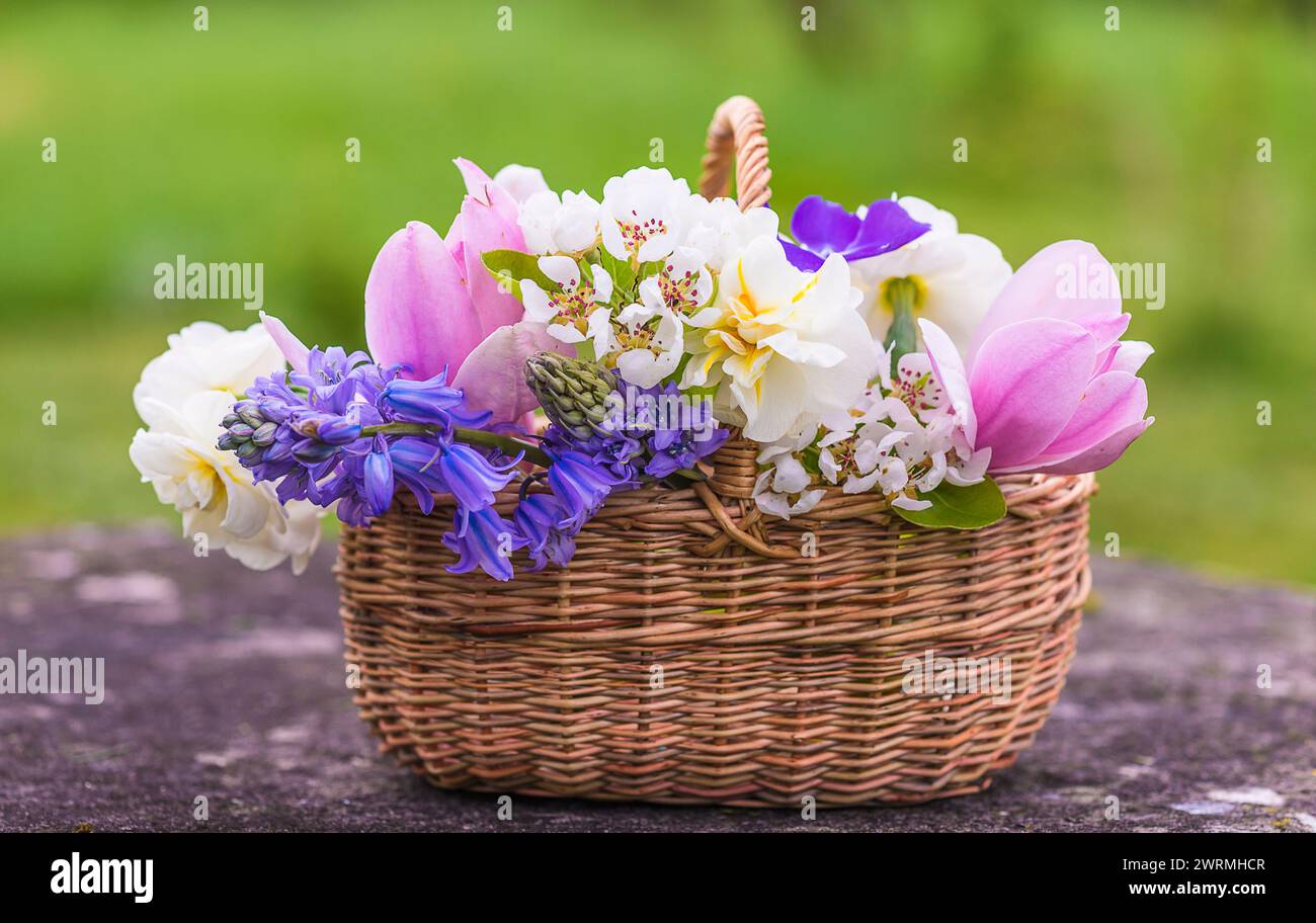 Concetto di buone vacanze di Pasqua; vari fiori primaverili in un cestino di vimini Foto Stock