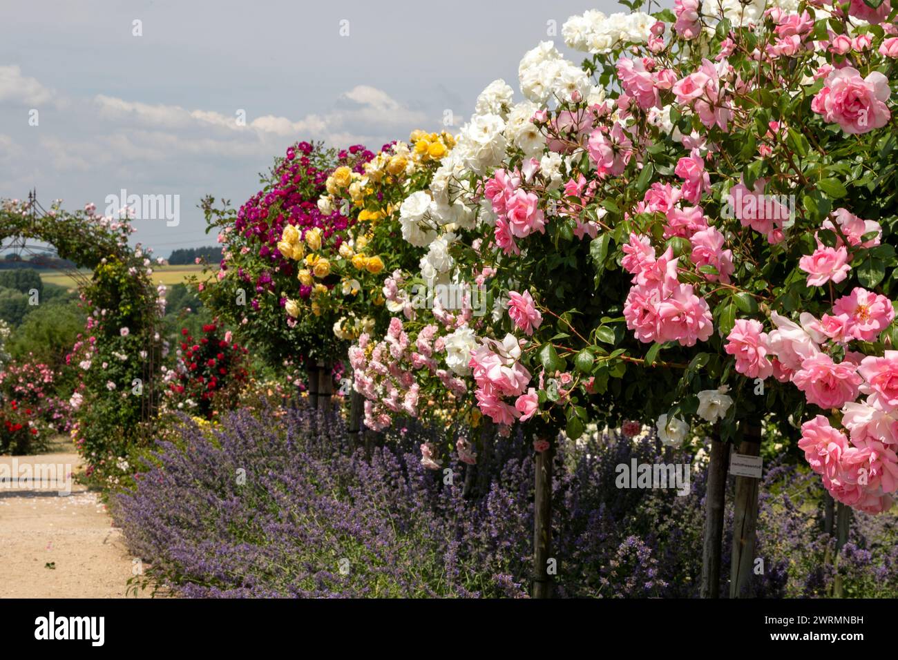 una passerella tra una varietà di cespugli di rose con colori diversi in bianco, rosa e rosso Foto Stock
