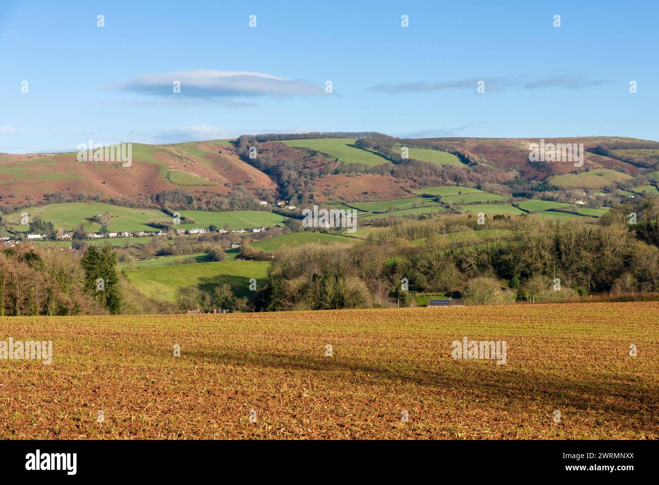 Il fianco occidentale del Quantock Hills National Landscape da Escott in inverno vicino Stogumber, Somerset, Inghilterra. Foto Stock